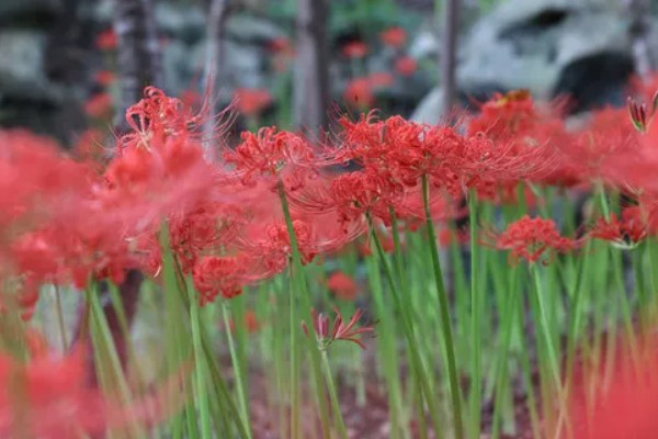 彼岸花有什么花语，代表相互思念、恶魔的温柔等含义