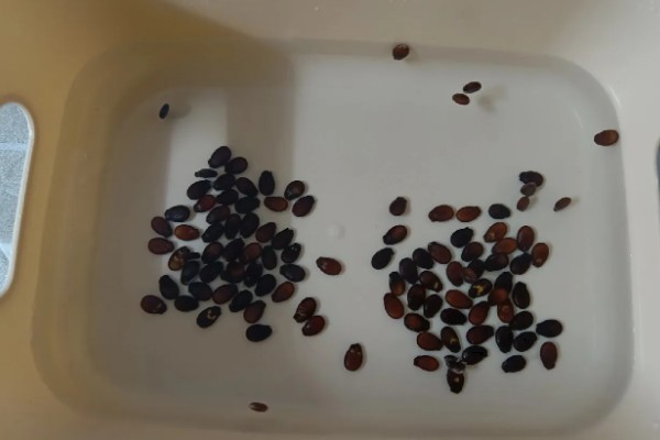 西瓜如何种植，早熟品种宜3月中旬播种