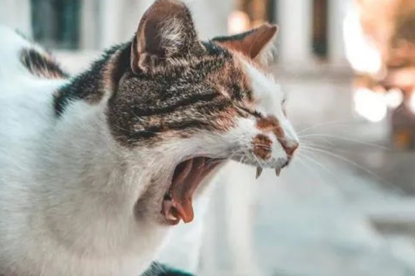 猫咪打喷嚏流鼻涕怎么处理，可喂食一些动物感冒药物