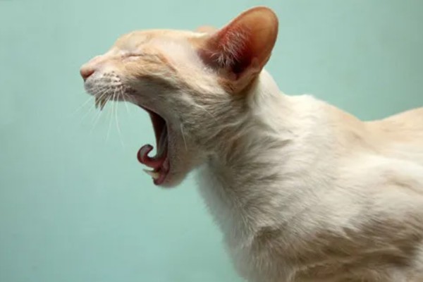 猫咪打喷嚏流鼻涕怎么处理，可喂食一些动物感冒药物