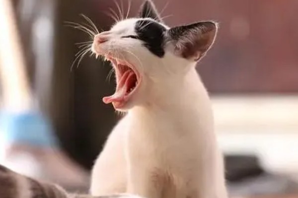 猫咪打喷嚏流鼻涕怎么处理，可喂食一些动物感冒药物