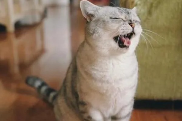 猫咪打喷嚏流鼻涕怎么处理，可喂食一些动物感冒药物