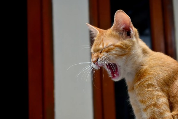 猫咪打喷嚏流鼻涕怎么处理，可喂食一些动物感冒药物