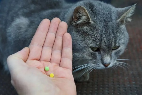 猫咪打喷嚏流鼻涕怎么处理，可喂食一些动物感冒药物