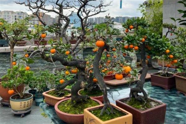 柿子树能不能盆栽,柿子树是可以盆栽的