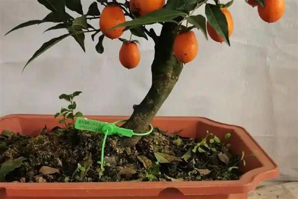 柿子树能不能盆栽,柿子树是可以盆栽的