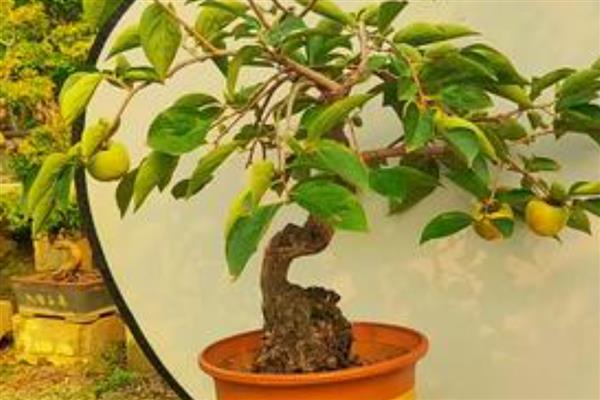 柿子树能不能盆栽,柿子树是可以盆栽的