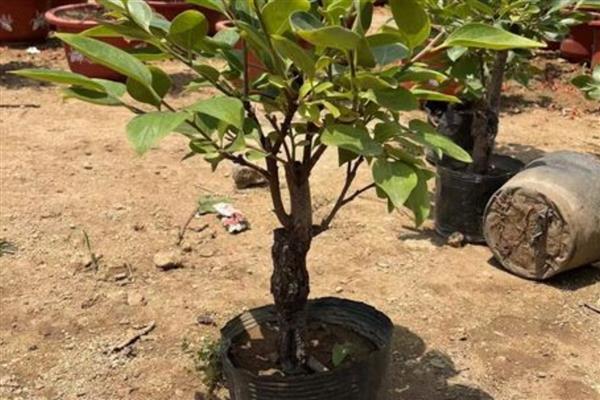 柿子树能不能盆栽,柿子树是可以盆栽的