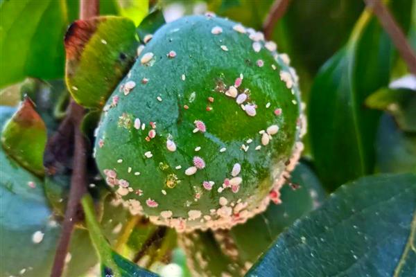 柿子树能不能盆栽,柿子树是可以盆栽的