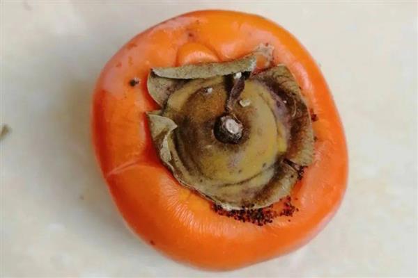 柿子树能不能盆栽,柿子树是可以盆栽的