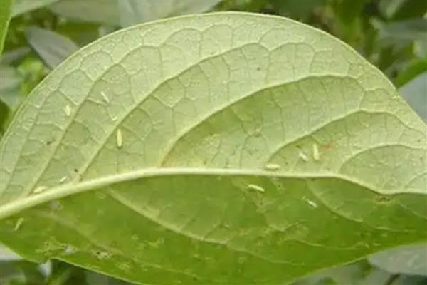 柿子树能不能盆栽,柿子树是可以盆栽的