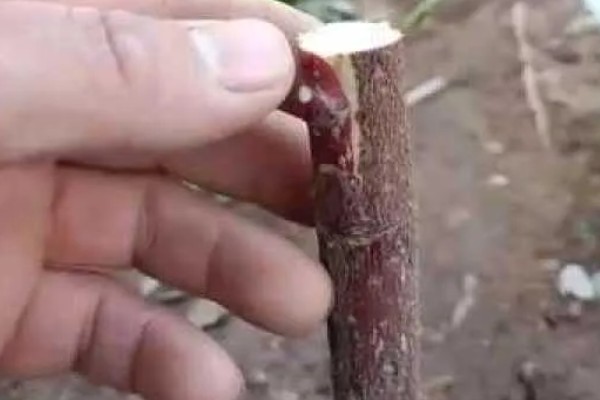 红枫如何嫁接，一般采用二年生青枫为砧木