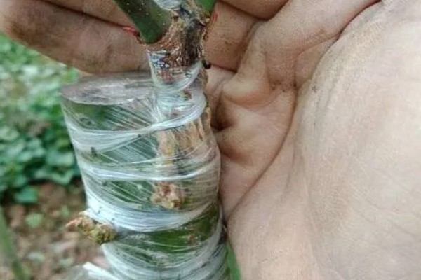 红枫如何嫁接，一般采用二年生青枫为砧木