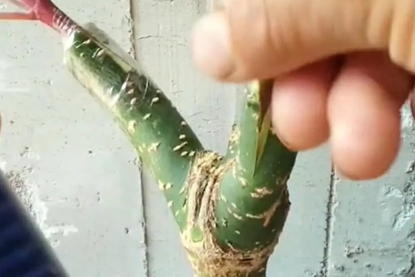 红枫如何嫁接，一般采用二年生青枫为砧木
