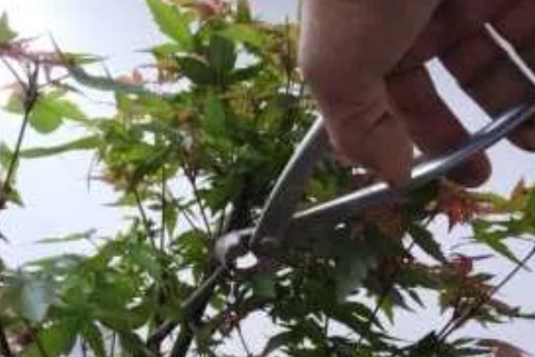 红枫如何嫁接，一般采用二年生青枫为砧木