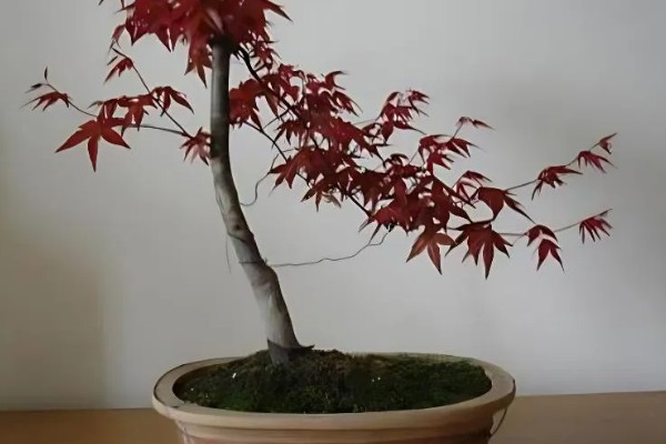 红枫如何嫁接，一般采用二年生青枫为砧木