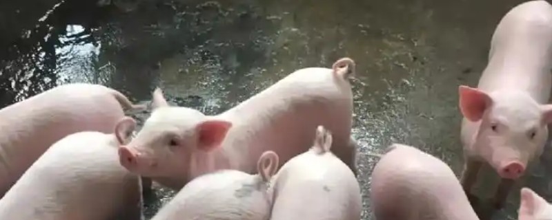 小猪身上有红点如何用药，发生链球菌病可注射高热弓附康