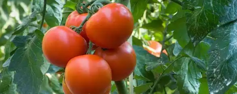 西红柿喷什么叶面肥，喷稀释后的磷酸和尿素溶液