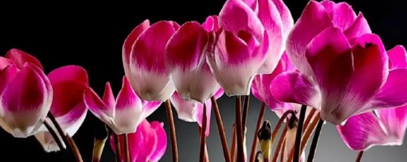 萝卜海棠花朵蔫怎么处理，可喷洒药剂或松土排水等