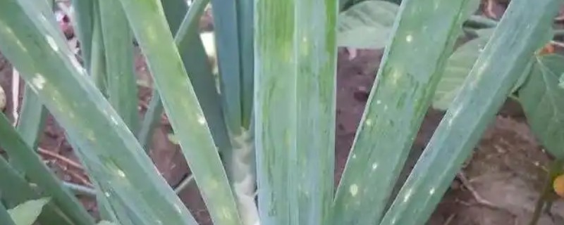 洋葱霜霉病的症状，主要为害叶及花梗