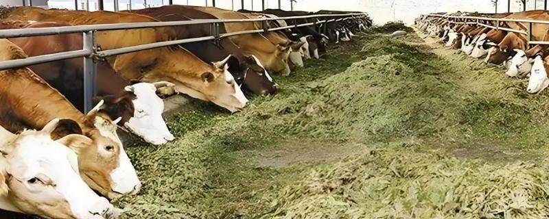 种草如何养牛，收割后让牛自行采食为主
