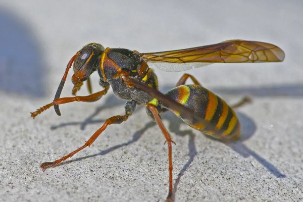 马蜂是益虫吗，会捕食蛾、蝶类害虫