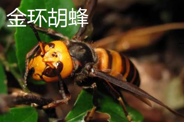 马蜂是益虫吗，会捕食蛾、蝶类害虫