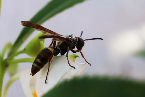马蜂是益虫吗，会捕食蛾、蝶类害虫