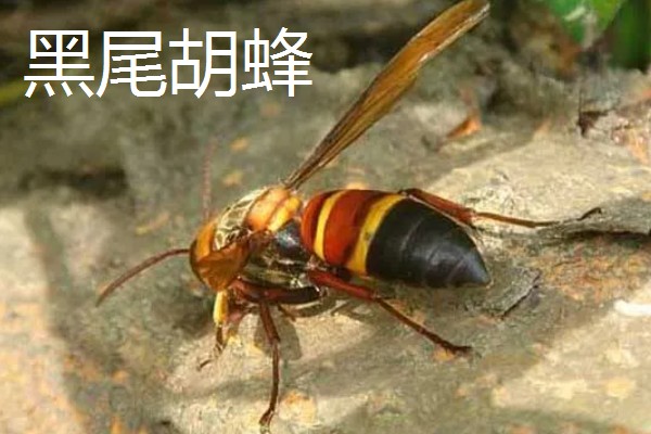 马蜂是益虫吗，会捕食蛾、蝶类害虫