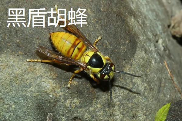 马蜂是益虫吗，会捕食蛾、蝶类害虫