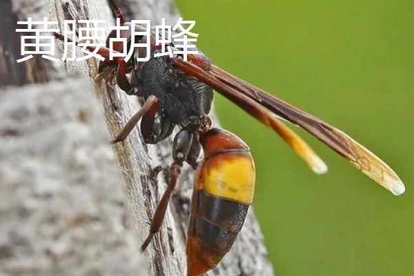 马蜂是益虫吗，会捕食蛾、蝶类害虫