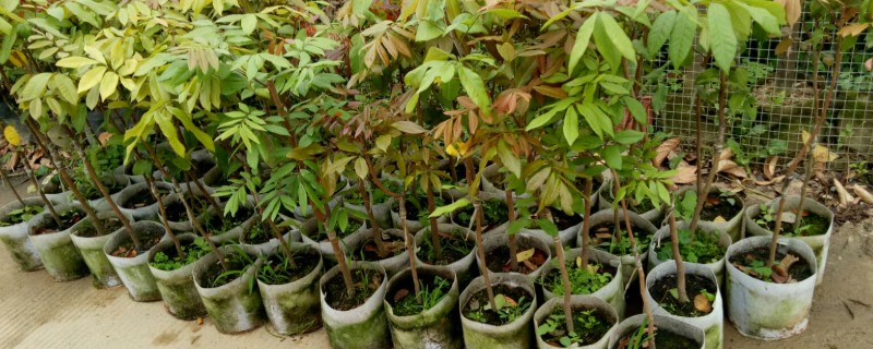 桂圆幼苗的栽种方法，带土团栽入穴中并填土压实