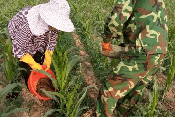 玉米怎么施肥,大喇叭口期以速效氮肥为主