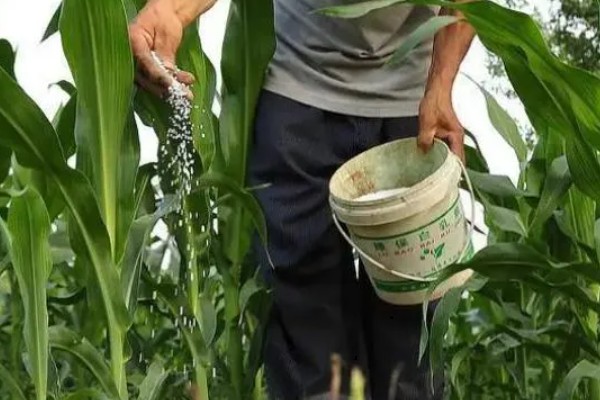 玉米怎么施肥,大喇叭口期以速效氮肥为主