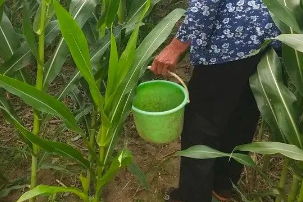 玉米怎么施肥,大喇叭口期以速效氮肥为主