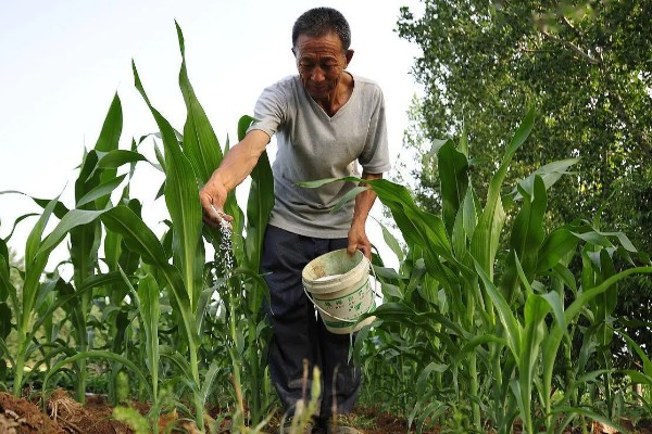 玉米怎么施肥,大喇叭口期以速效氮肥为主