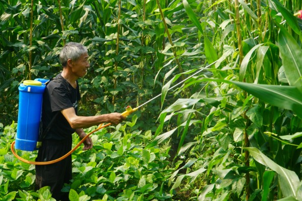 玉米怎么施肥,大喇叭口期以速效氮肥为主