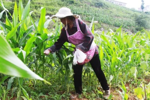 玉米怎么施肥,大喇叭口期以速效氮肥为主