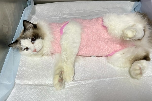 母猫绝育后还会不会叫，短时间内依然可能乱叫发情