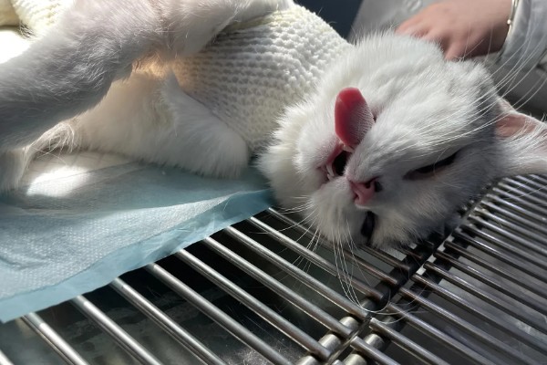 母猫绝育后还会不会叫，短时间内依然可能乱叫发情