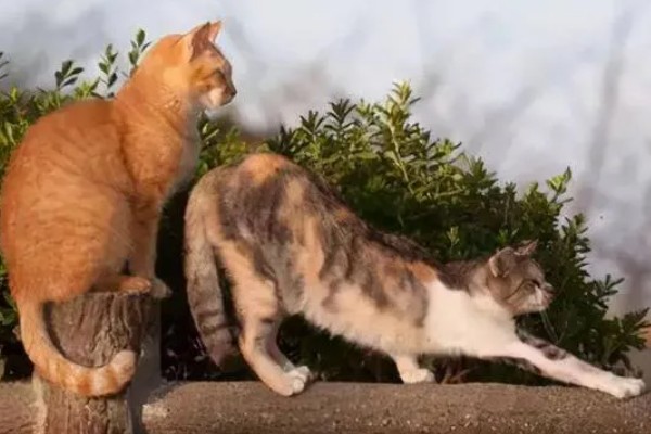 母猫绝育后还会不会叫，短时间内依然可能乱叫发情