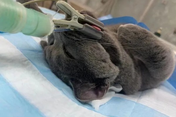 母猫绝育后还会不会叫，短时间内依然可能乱叫发情