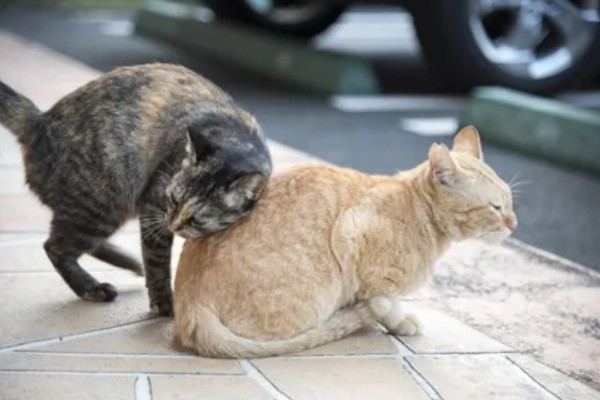 母猫绝育后还会不会叫，短时间内依然可能乱叫发情