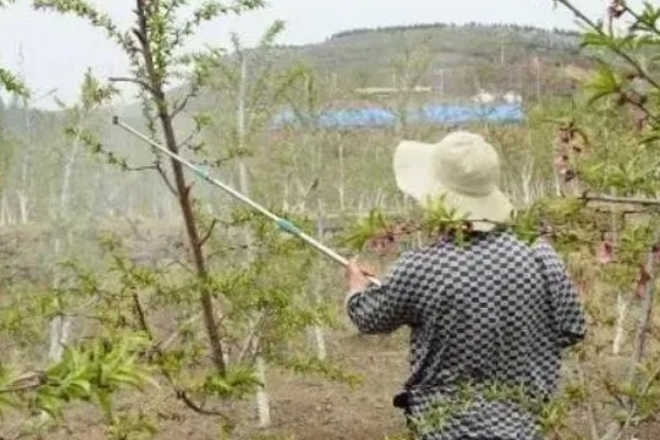 如何防治桃、李树的蚧壳虫，可喷洒苯氧威水溶液