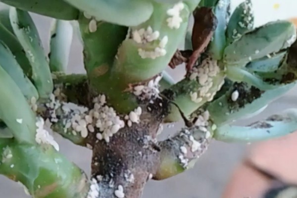 如何防治桃、李树的蚧壳虫，可喷洒苯氧威水溶液