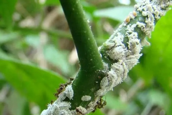 如何防治桃、李树的蚧壳虫，可喷洒苯氧威水溶液