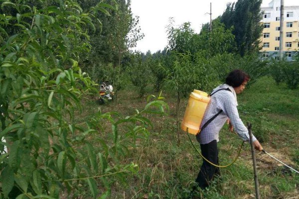 如何防治桃、李树的蚧壳虫，可喷洒苯氧威水溶液