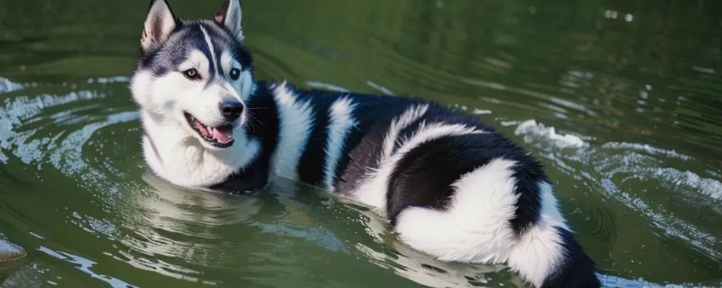 不同类型的哈士奇的饲养方法，种狗尽量单独饲养