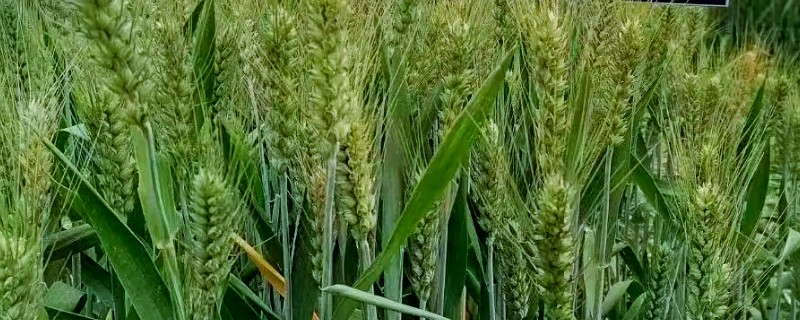 郑麦9023的特征特性，平均亩穗数为39万穗