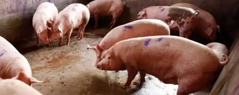 猪的食物有哪些，主喂植物性饲料